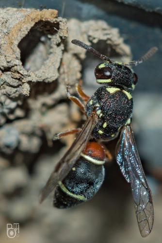 Paraleptomenes miniatus miniatus